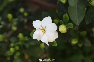 留在记忆里的芬芳作文600字（青春的芬芳）