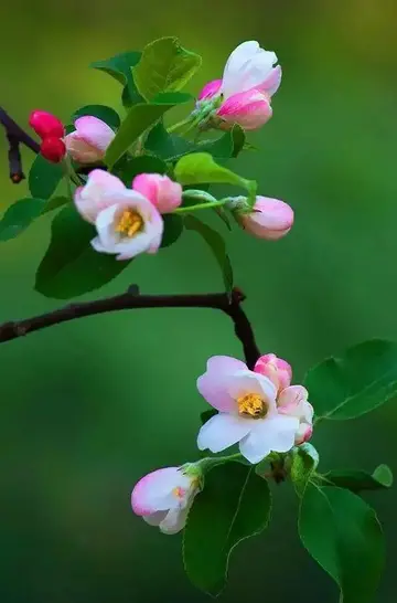 适合海棠花的唯美诗句（形容海棠花的美好诗句）