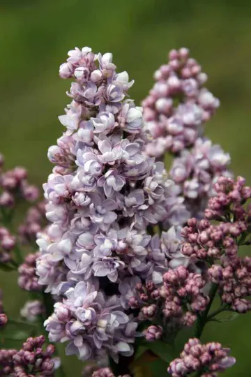 描写丁香花的诗句（关于丁香花的唯美诗句）