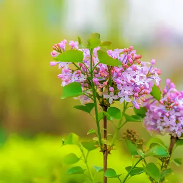 适合丁香花的诗句（关于丁香花的唯美诗句）