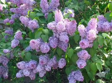 适合丁香花的诗句（关于丁香花的唯美诗句）