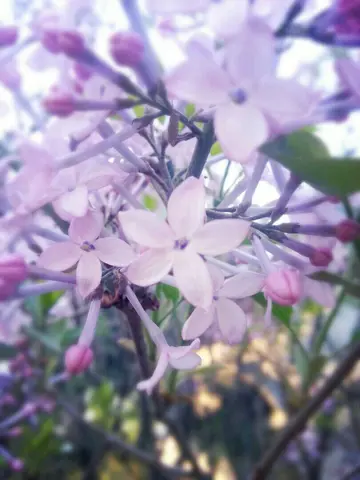 适合丁香花的清新句子（关于丁香花的唯美句子）