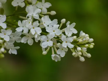 关于丁香花的经典诗词（描写丁香花的诗句）