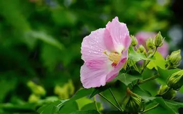 关于芙蓉花的优美诗句（形容芙蓉花的唯美诗句）