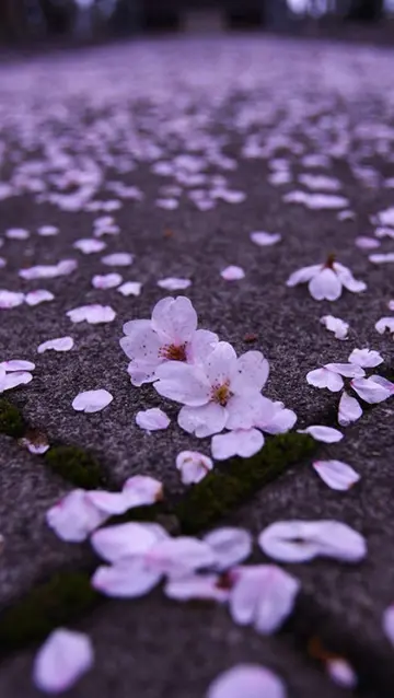 唯美走心的落花句子（关于落花的优美短句）