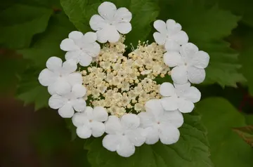 关于琼花的简短诗句(描写琼花的唯美诗句）