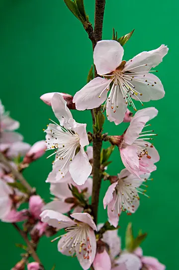 描述桃花的经典佳句（形容桃花的优美句子）