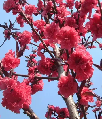 让人惊艳的桃花诗句（赞美桃花的诗句）