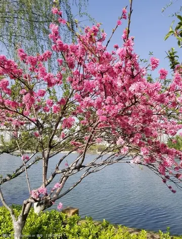 形容桃花的唯美句子（关于桃花的优美短句）