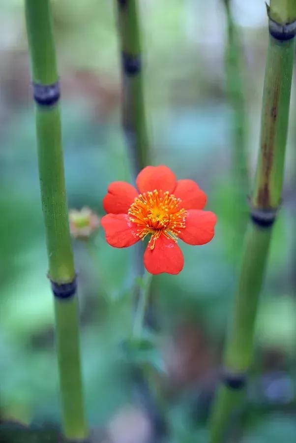 花草给予的正能量的句子（关于花朵的励志句子）