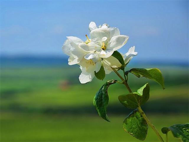 经典赏花说说大全（形容话语的幽默短句）