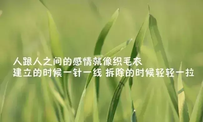 经典赏花说说心情短句（赏花简短句子赏析）