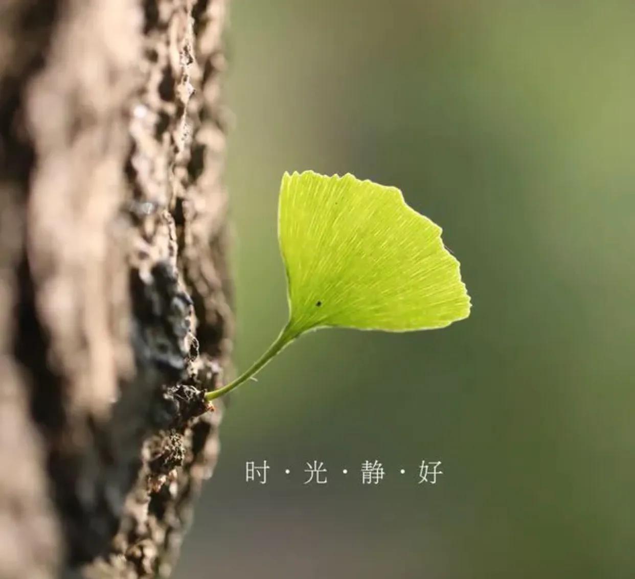 岁月静好的唯美句子（特别惊艳的岁月文案）