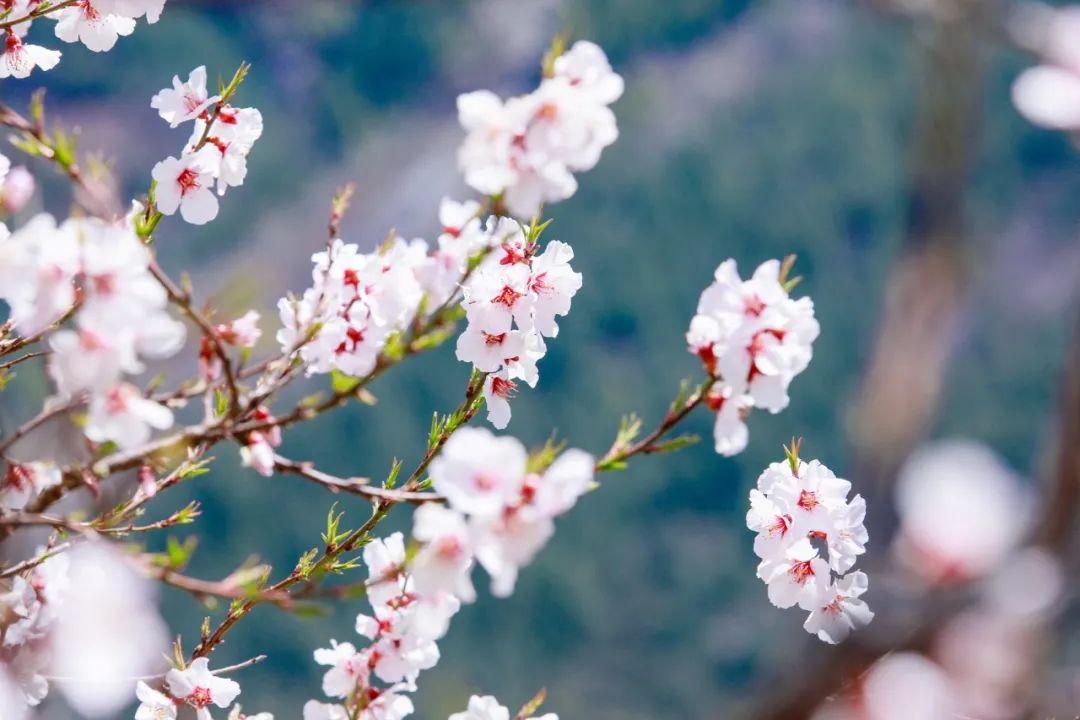 关于桃花的古诗词（精选6首唯美桃花诗词）