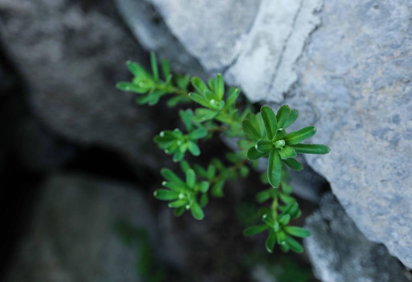 关于春草唯美诗词大全（赞美春草唯美诗句古诗）