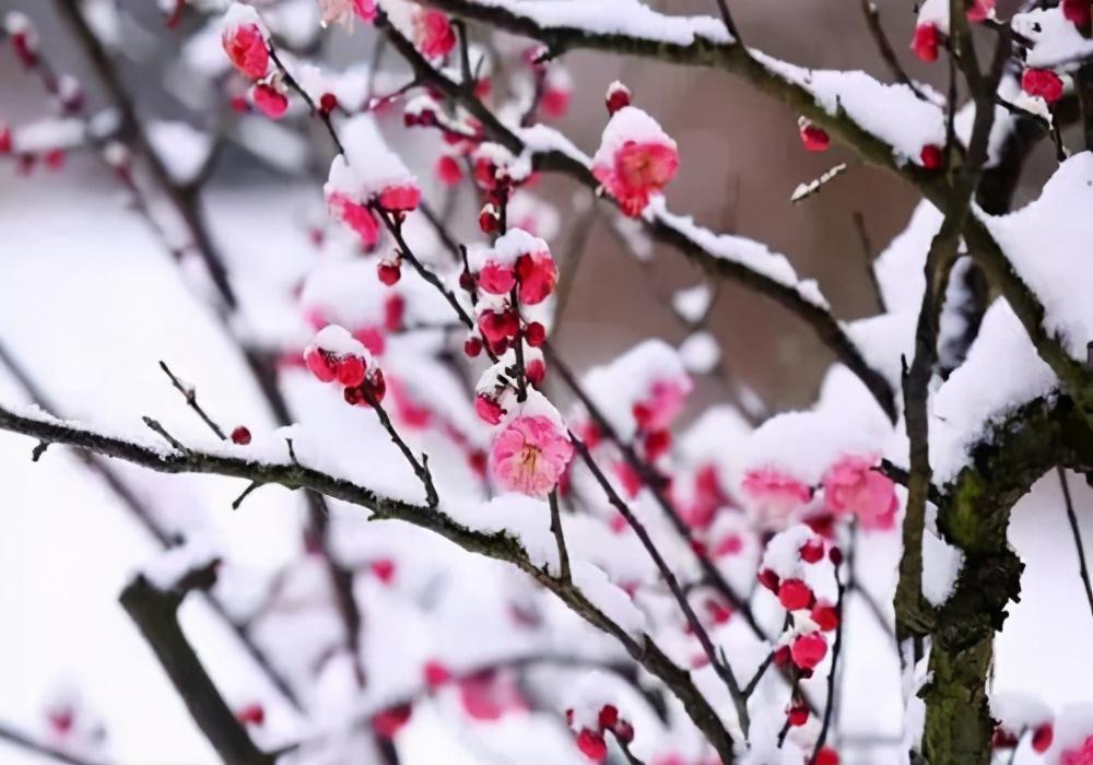 咏梅花经典古诗词（关于梅花的古诗词大全）