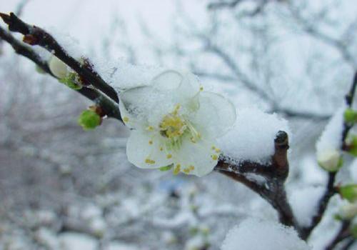 关于梅花的古诗词20首（梅花似雪雪似梅花）