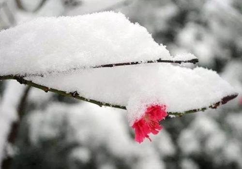 关于梅花的古诗词20首（梅花似雪雪似梅花）