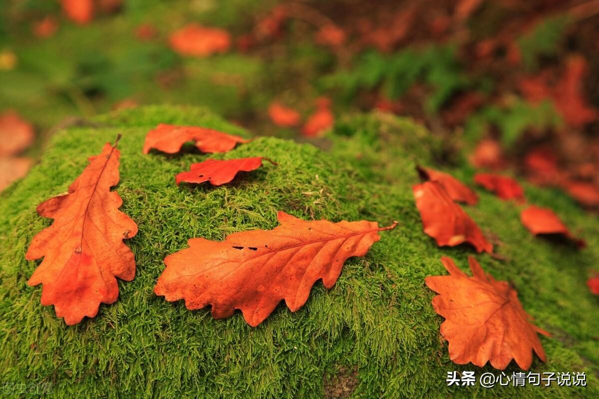 关于立秋祝福语录大全（秋天短信问候语）