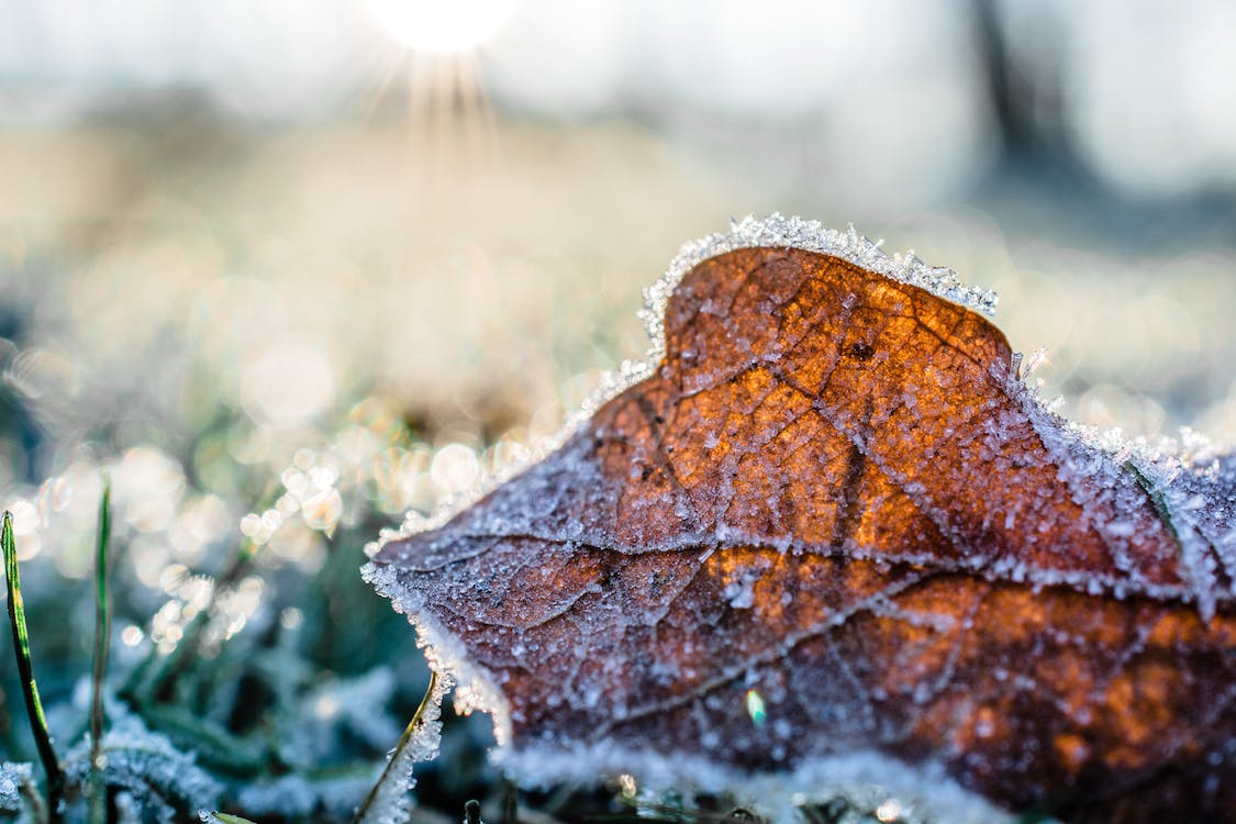 大雪节气的唯美句子（适合大雪节气的短句）