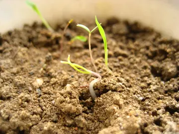 有关收获努力的作文精选范例（《越努力越幸运》）