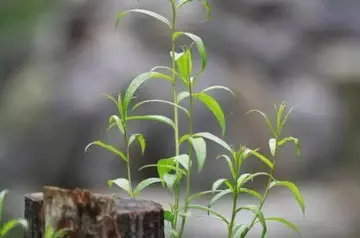 《幸运需要努力》（关于努力尝试的作文精选）