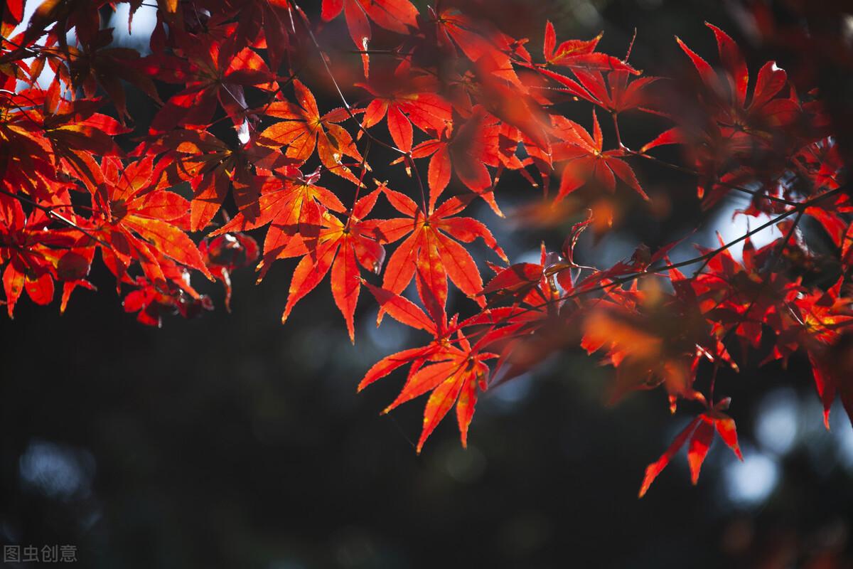 十一月朋友圈秒赞文案（让人秒赞的朋友圈句子）