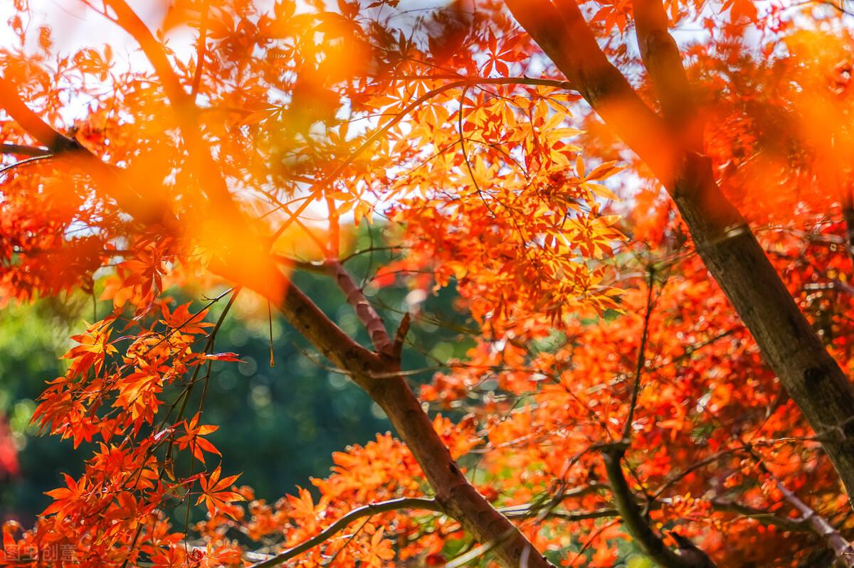 适合秋天发朋友圈文案（落日余晖秋意浓，想你也在念秋风）