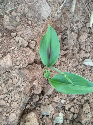 我的植物朋友作文600字（津津有味）