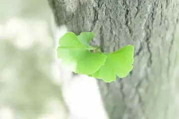 我的一天作文600字初中（敬爱的老师）