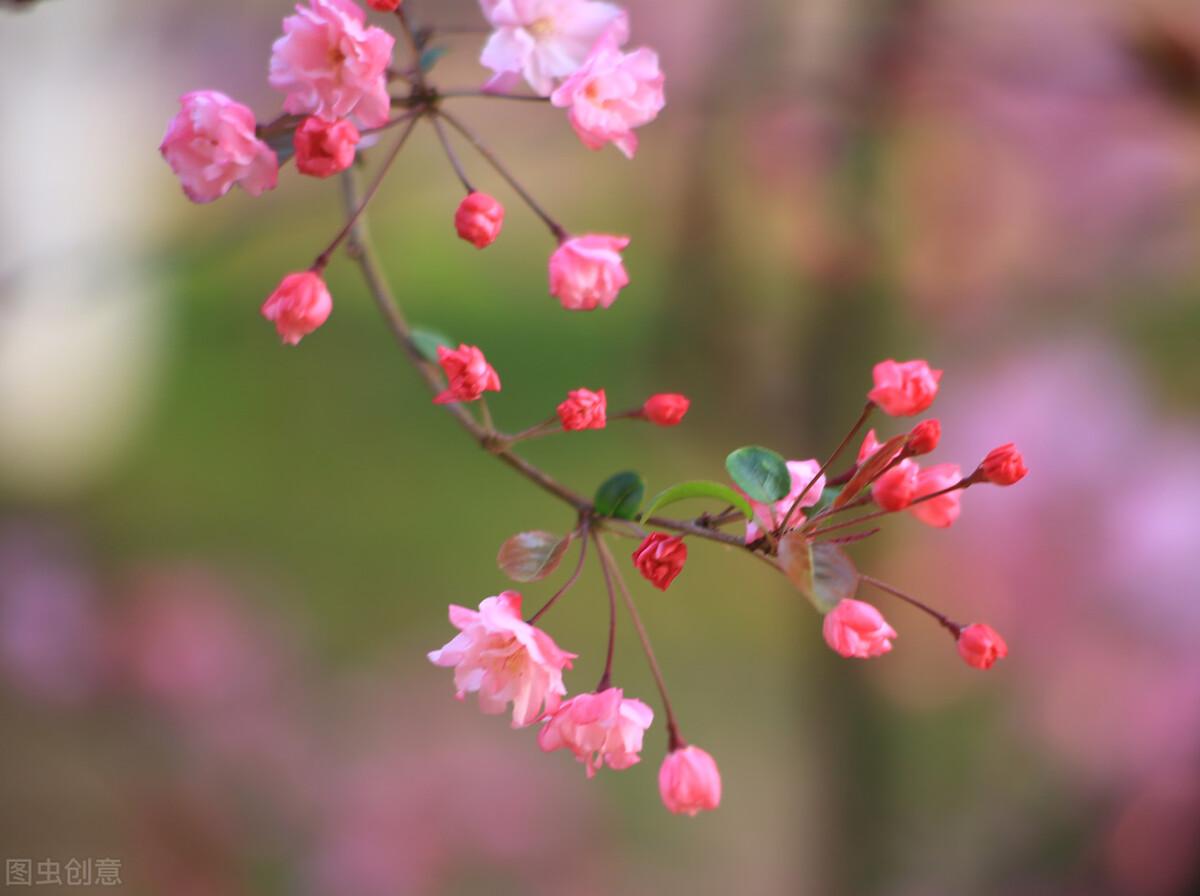 描写春天的唯美干净句子（简短美好春意文案）