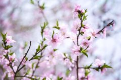 春风春雨美好短句（关于春天的唯美句子）