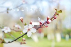 关于春天的20个神仙句子（唯美温柔治愈文案）