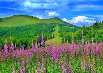 《生活不乏美丽风景》（关于享受美景的作文精选）