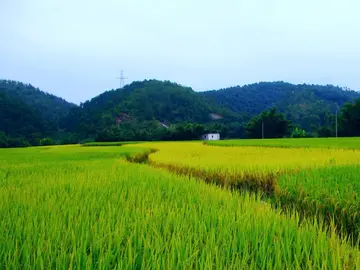 有关迷人风景的作文精选范例（《美丽的乡村风景》）