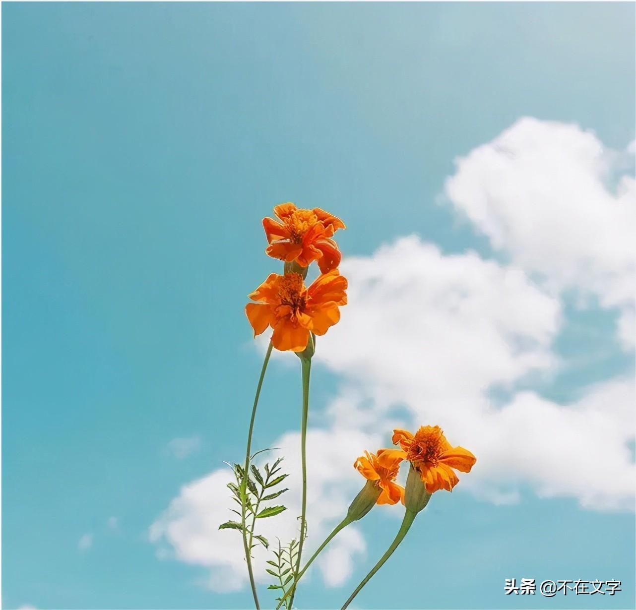 适合发圈的励志文案（特别经典的励志短句）