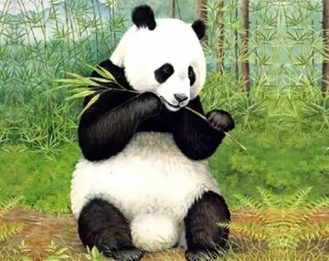 有关保护熊猫的作文精选范例（《大熊猫生活的地方》）