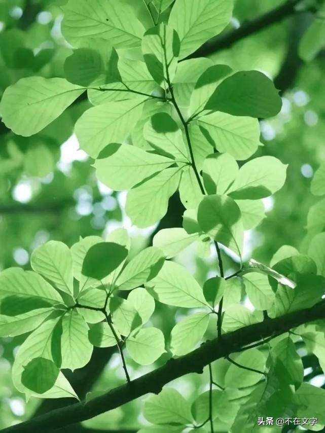 适合夏天的文案短句（关于夏天的唯美句子）