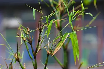 有关渴望成功的作文精选范例（《我渴望获得成功》）