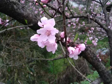 《渴望春天的到来》（关于渴望春日的作文精选）