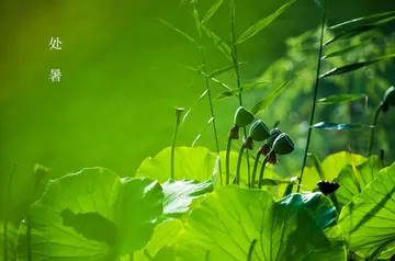 适合处暑的文案句子（关于处暑的优美句子）