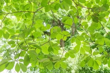 适合夏天的精致文案（关于夏天的唯美句子）