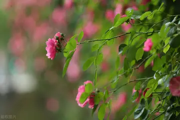 适合夏天的简短文案（特别惊艳的夏天句子）