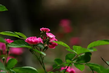 适合夏天的简短文案（特别惊艳的夏天句子）