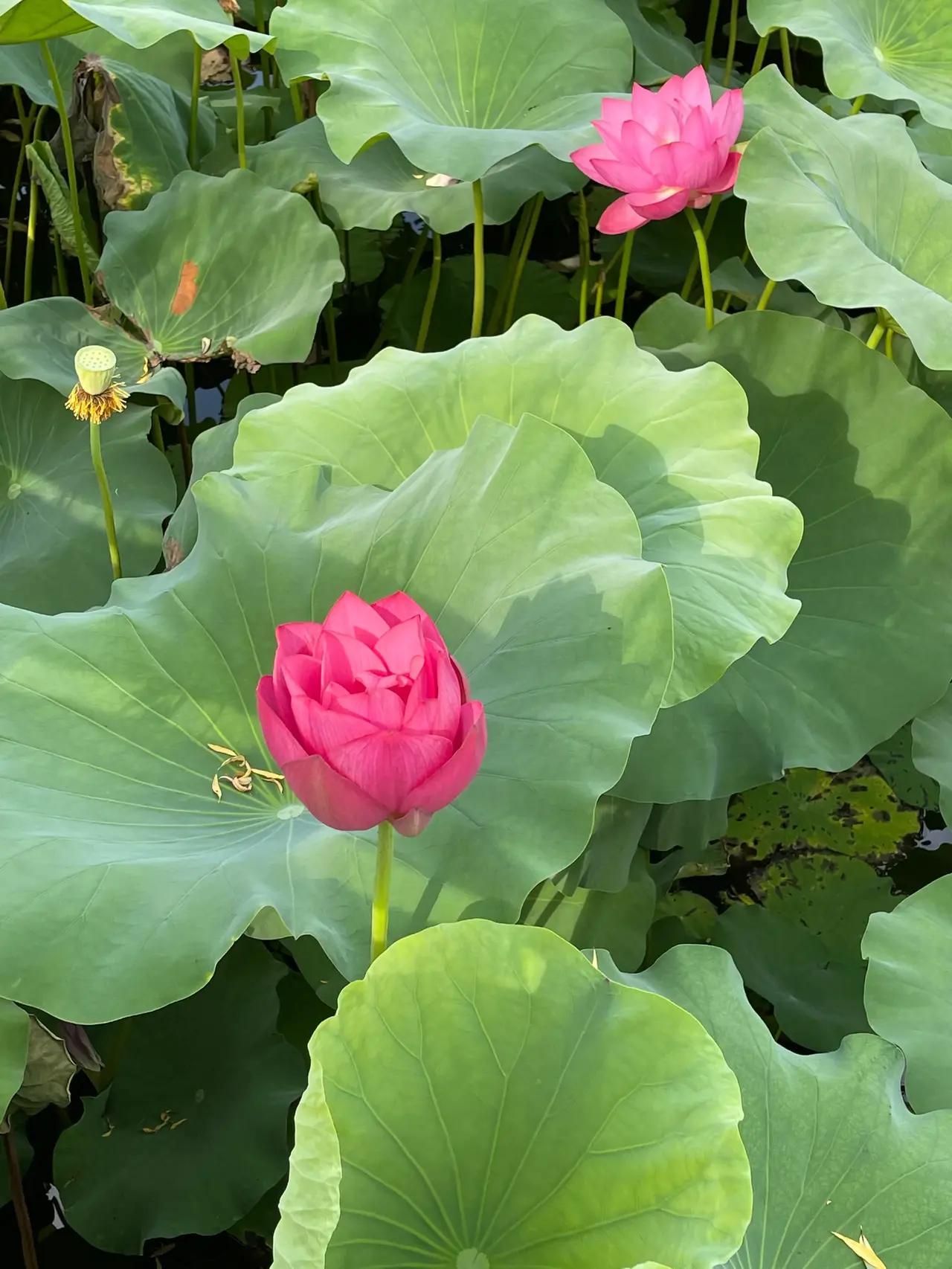 值得收藏的夏天文案（特别温柔的夏天短句）