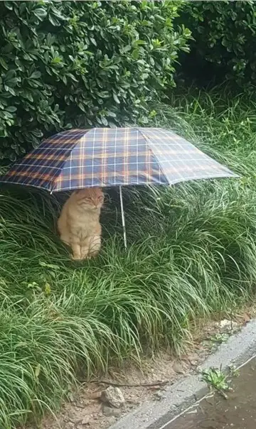 关于雨天的走心文案（适合雨天的文案短句）