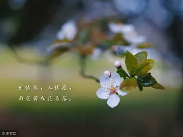 感情语录句子（四季清宁，万物可爱）