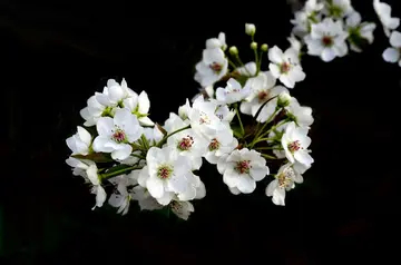 白梨花优秀作文600字（遵守约定）