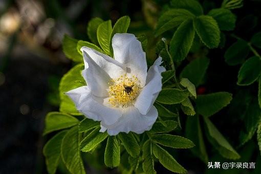 发朋友圈纷纷点赞的感悟句子（精致走心人生语录）