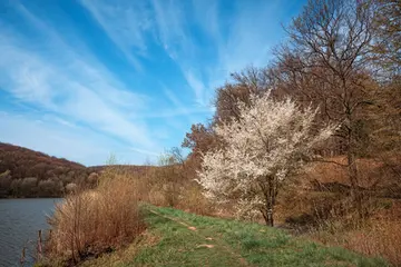 《对于春天的怀念》（关于怀念春季的作文精选）